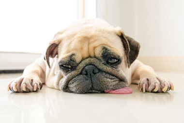 舌を出して寝そべるパグ犬画像